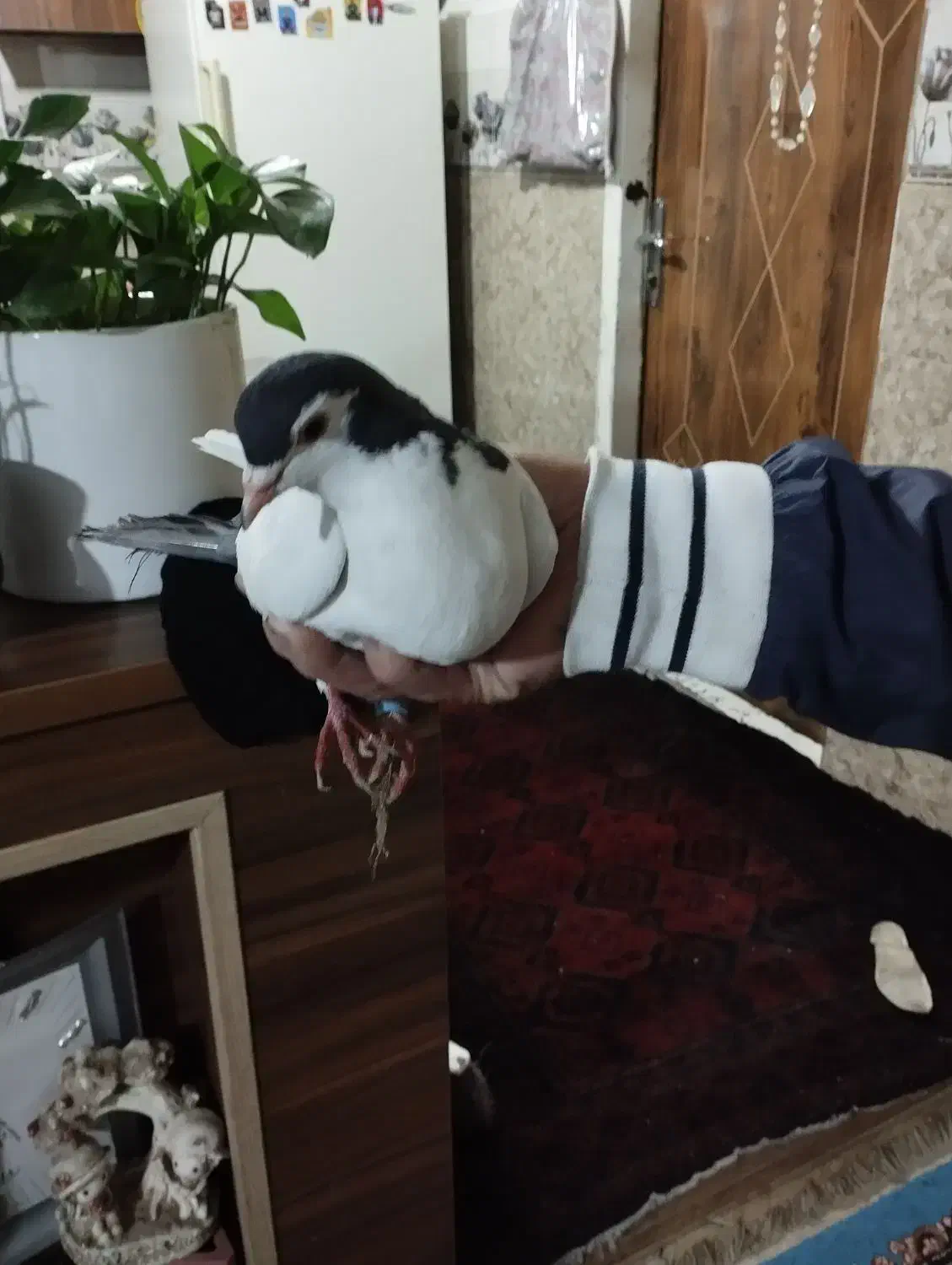 کفتر خال دم|پرنده|مشهد, رده|دیوار