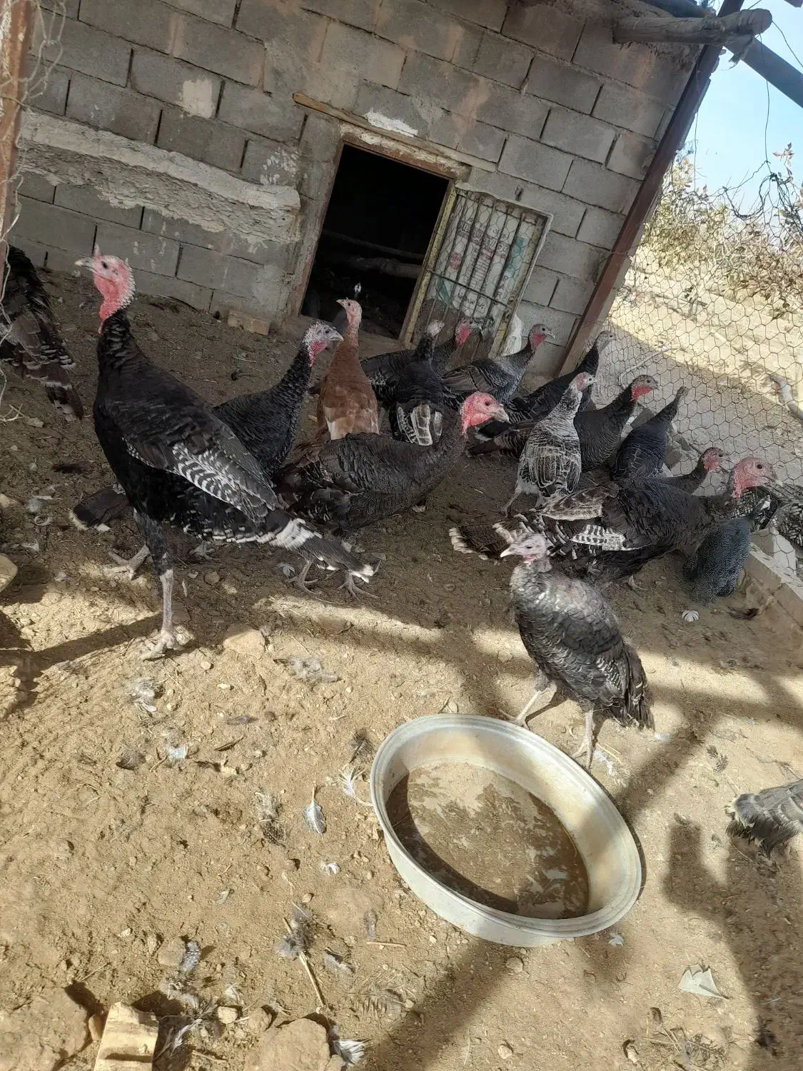 بوقلمون شاخدار غاز|حیوانات مزرعه|تربت جام, میان جام|دیوار