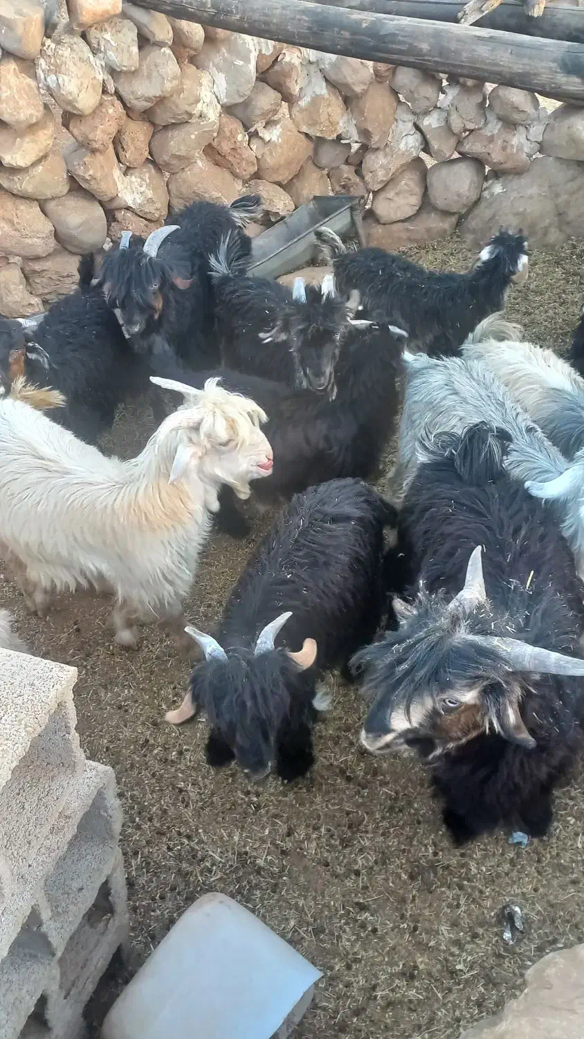 بیگ فروشی|حیوانات مزرعه|اردل, |دیوار