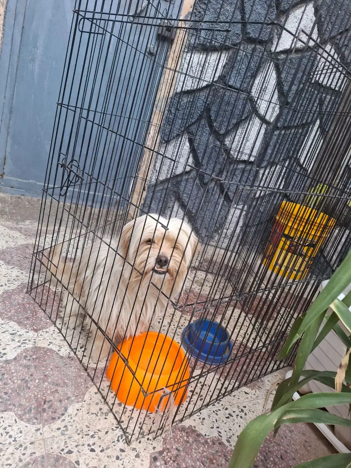 فروش سگ|سگ|کازرون, |دیوار