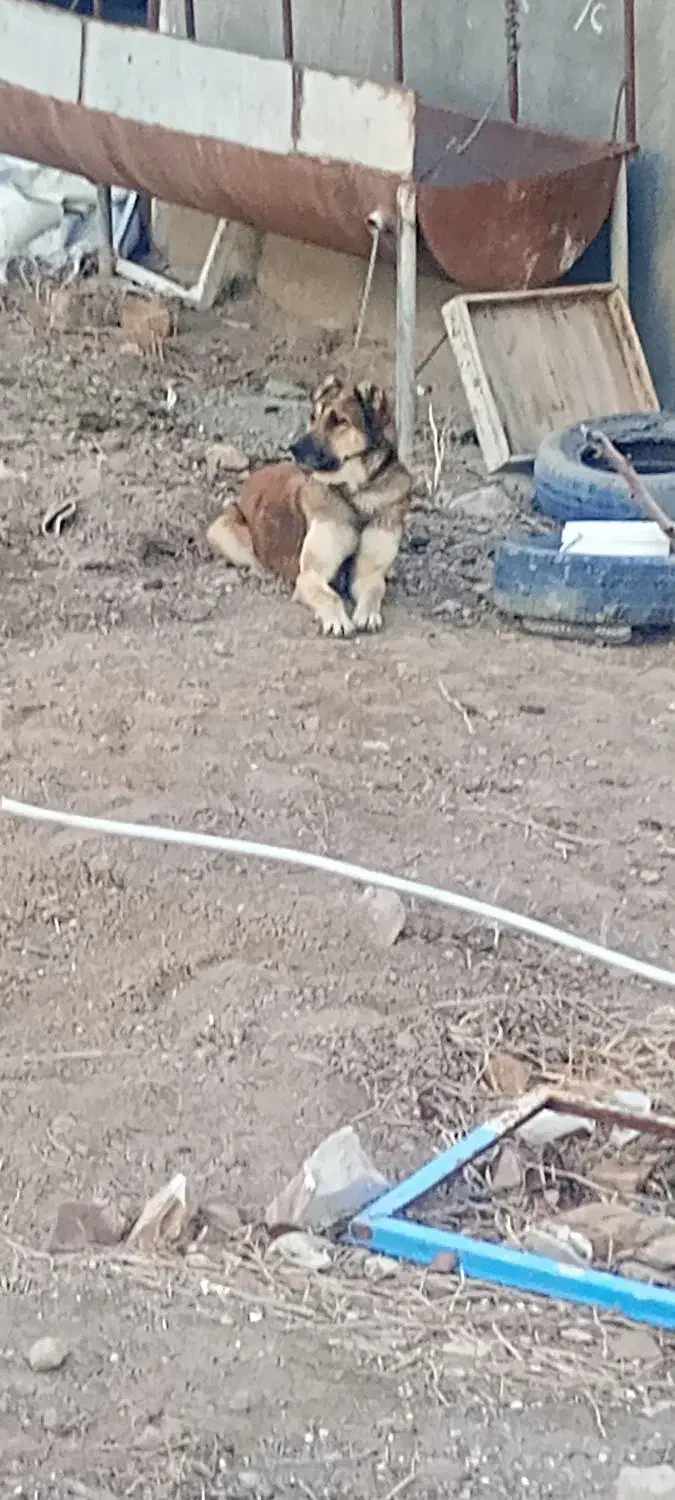 سگ سرابی توله|سگ|دشتابی, |دیوار