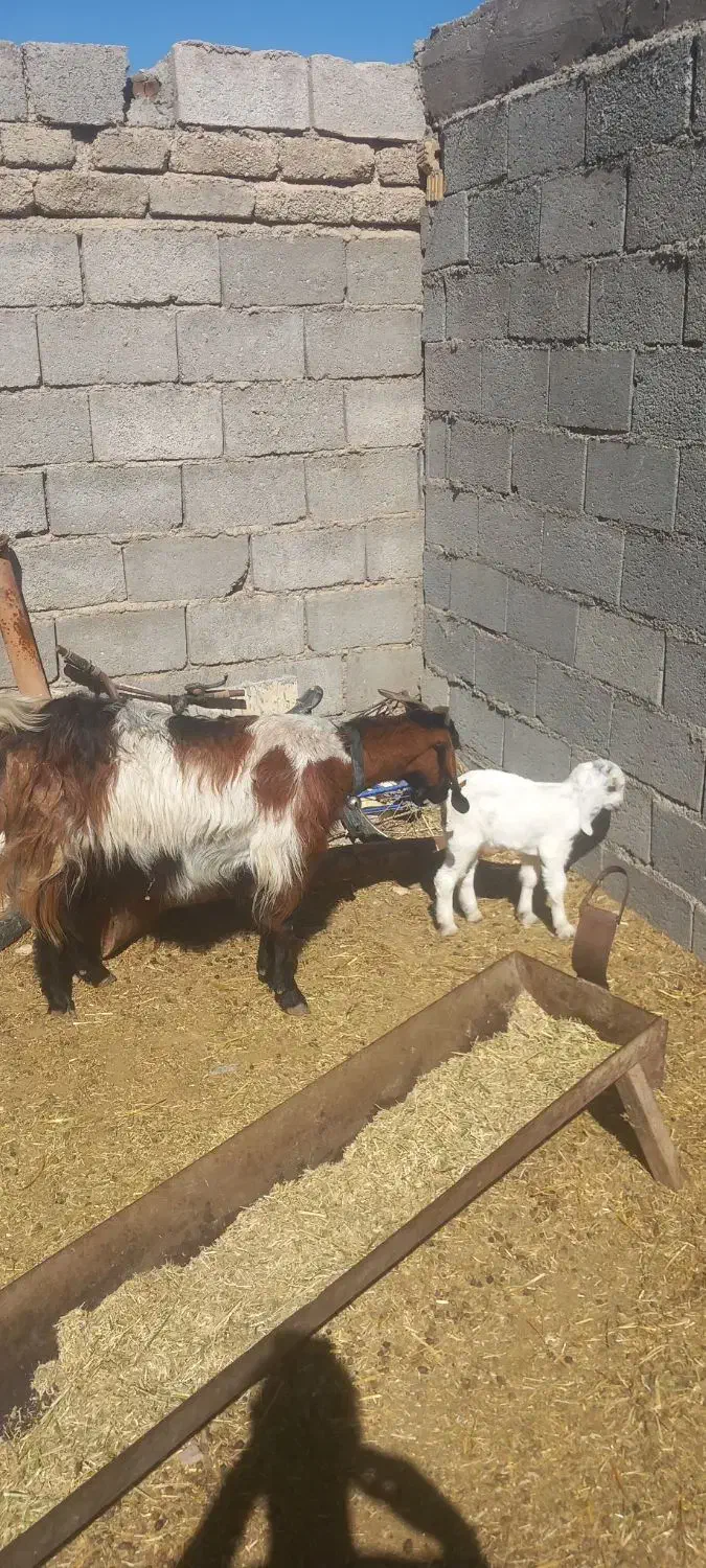 190000|حیوانات مزرعه|داراب, |دیوار