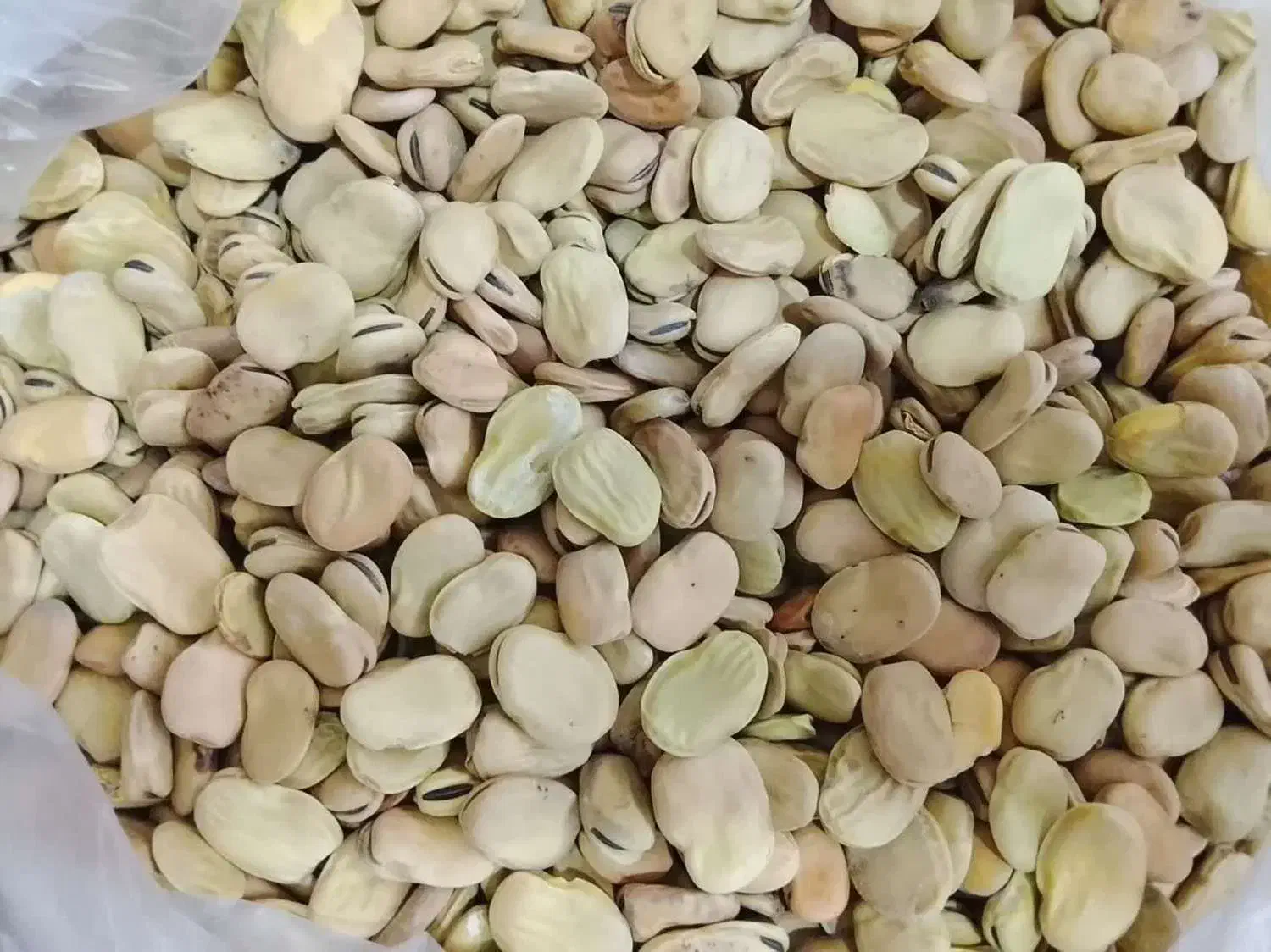 حبوبات ممتاز امامی|خوردنی و آشامیدنی|پیشوا, |دیوار