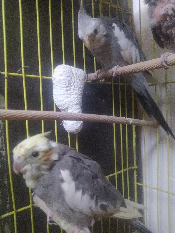 عروس هلندی|پرنده|گلستان (تهران), |دیوار