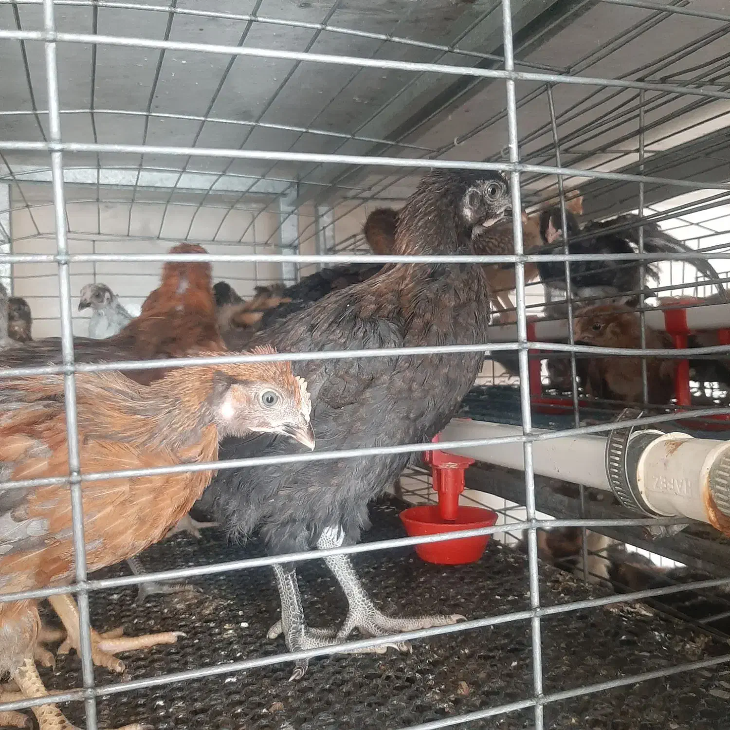 جوجه مرغ خروس بومی محلی تخمگذار لوهمن آمروک پاسیاه|حیوانات مزرعه|شیراز, دودمان|دیوار