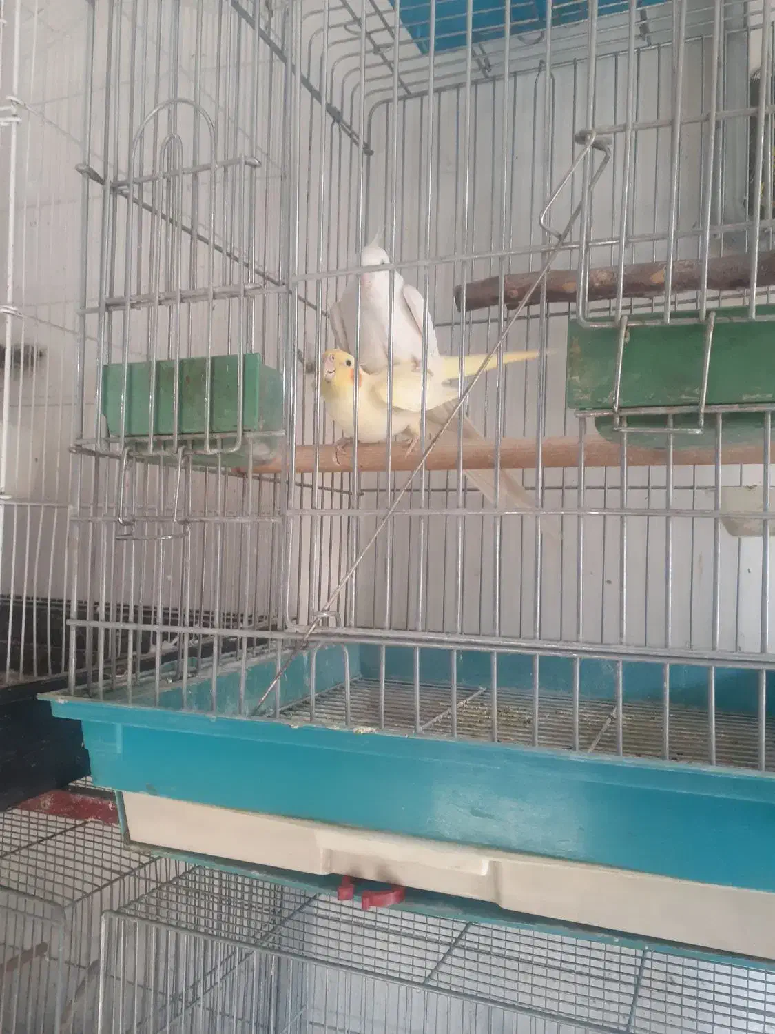 طوطی عروس مولد|پرنده|محمدشهر, عباس آباد|دیوار