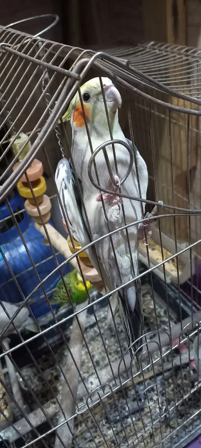 عروس هلندی|پرنده|اسلام‌شهر, شهرک مصطفی خمینی|دیوار