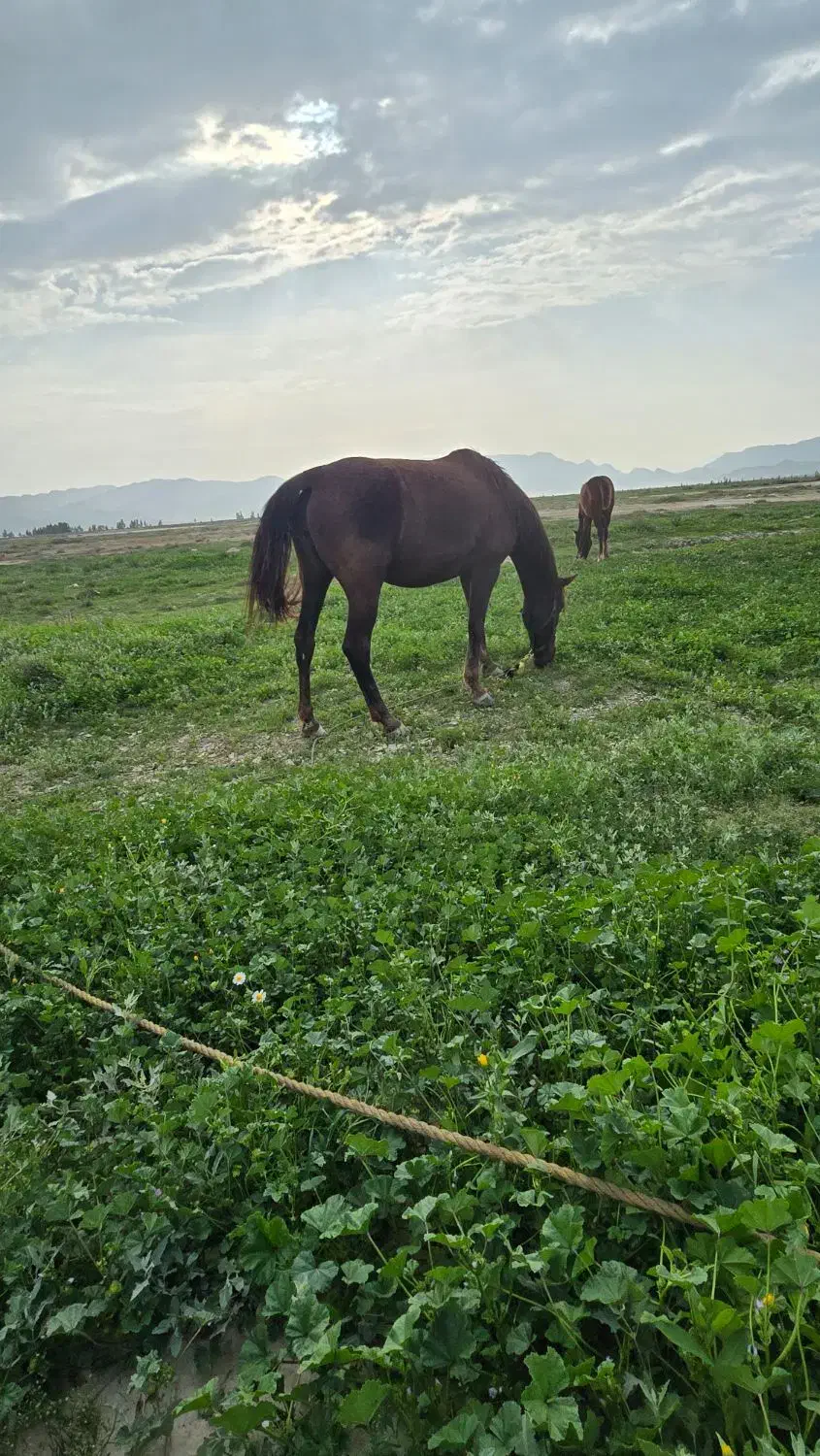 اسب|اسب و تجهیزات اسب‌سواری|لار, |دیوار