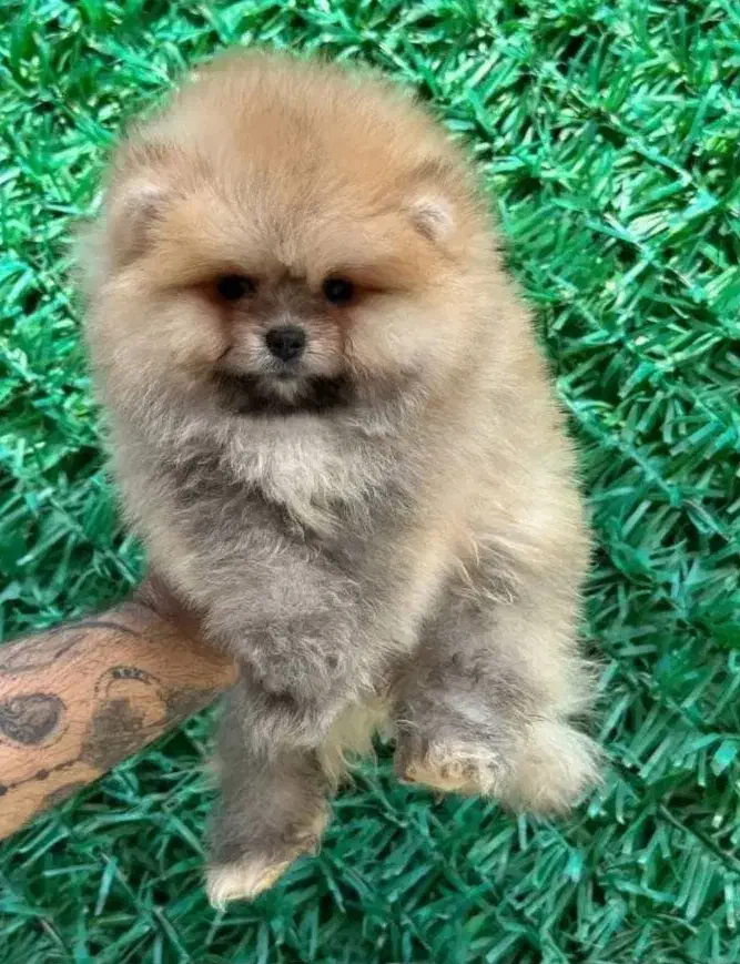 پامر خرسی هپی فیس|سگ|شیراز, دینکان|دیوار