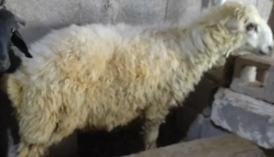 بره نر|حیوانات مزرعه|شبانکاره, |دیوار