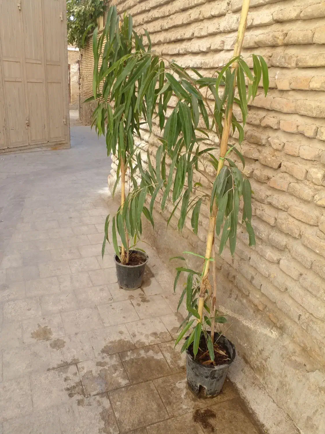 دو عدد گل امستل|گل و گیاه طبیعی|شیراز, شاهچراغ|دیوار