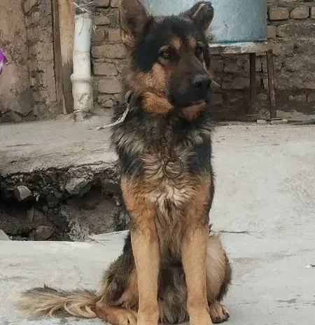 سگ ژرمن|سگ|نیشابور, دارایی|دیوار