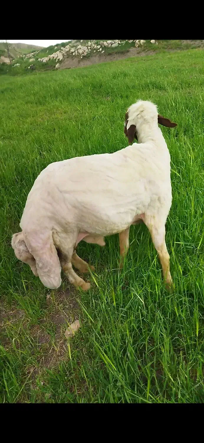 فروشی|حیوانات مزرعه|گهواره, |دیوار