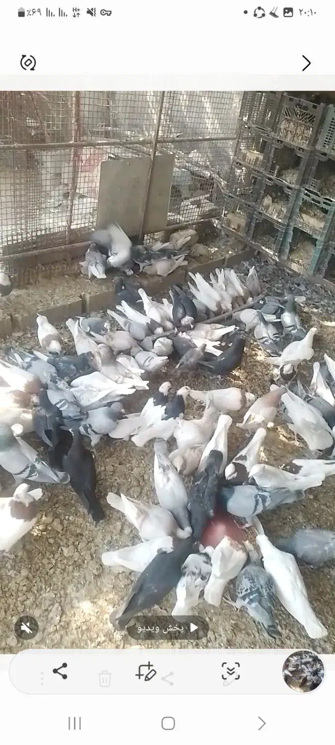 تعدادی کبوتر|پرنده|جویم, |دیوار