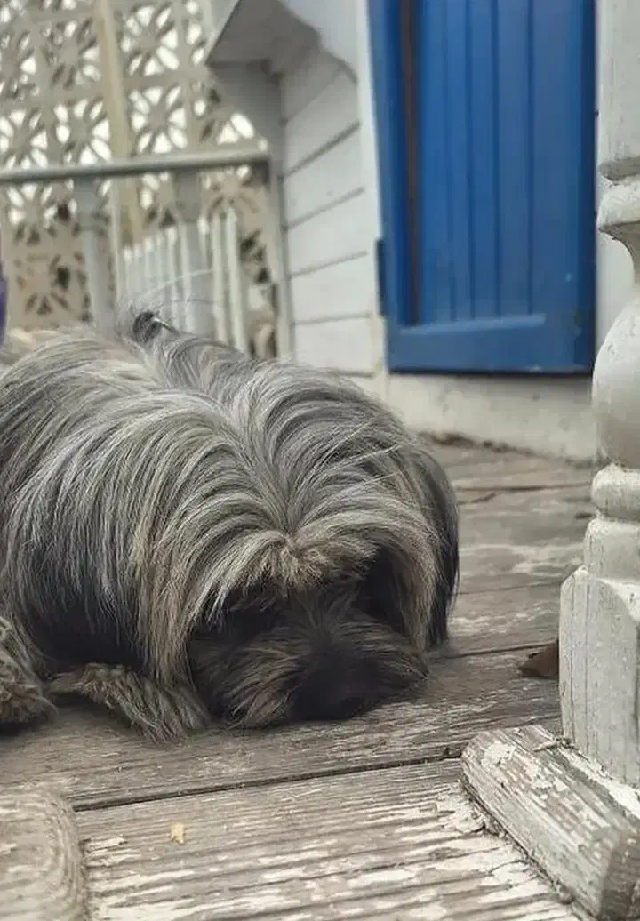 شیتزو|سگ|قدس, شهر‌قدس|دیوار