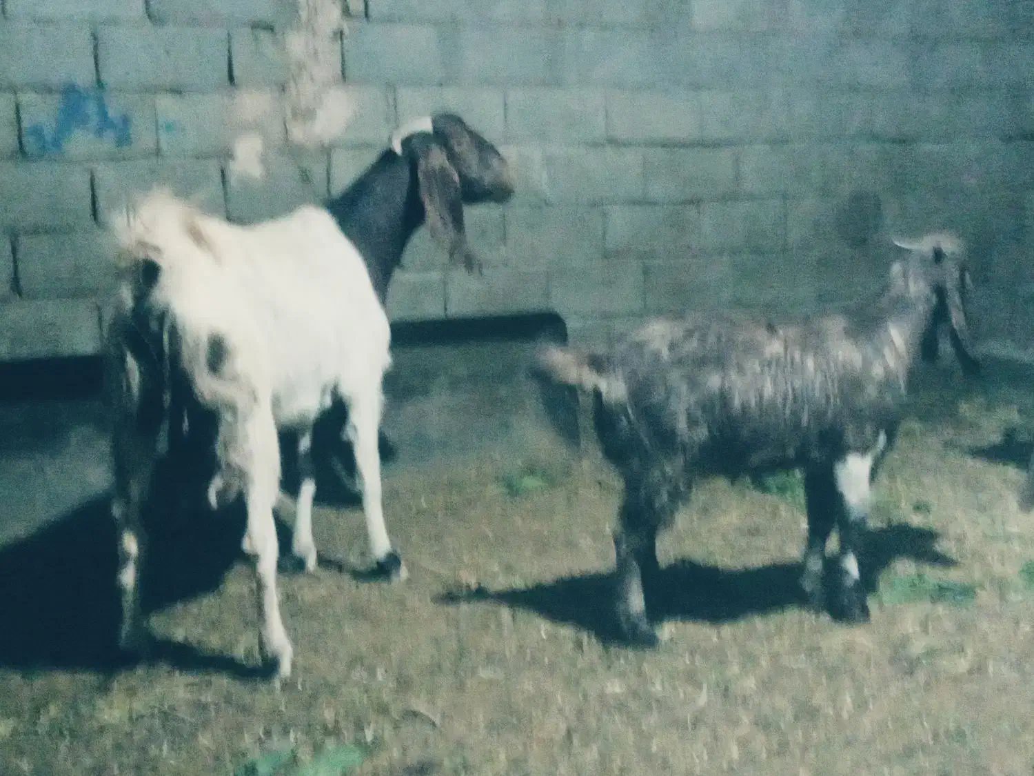 یک راس بز درشت|حیوانات مزرعه|فریمان, |دیوار