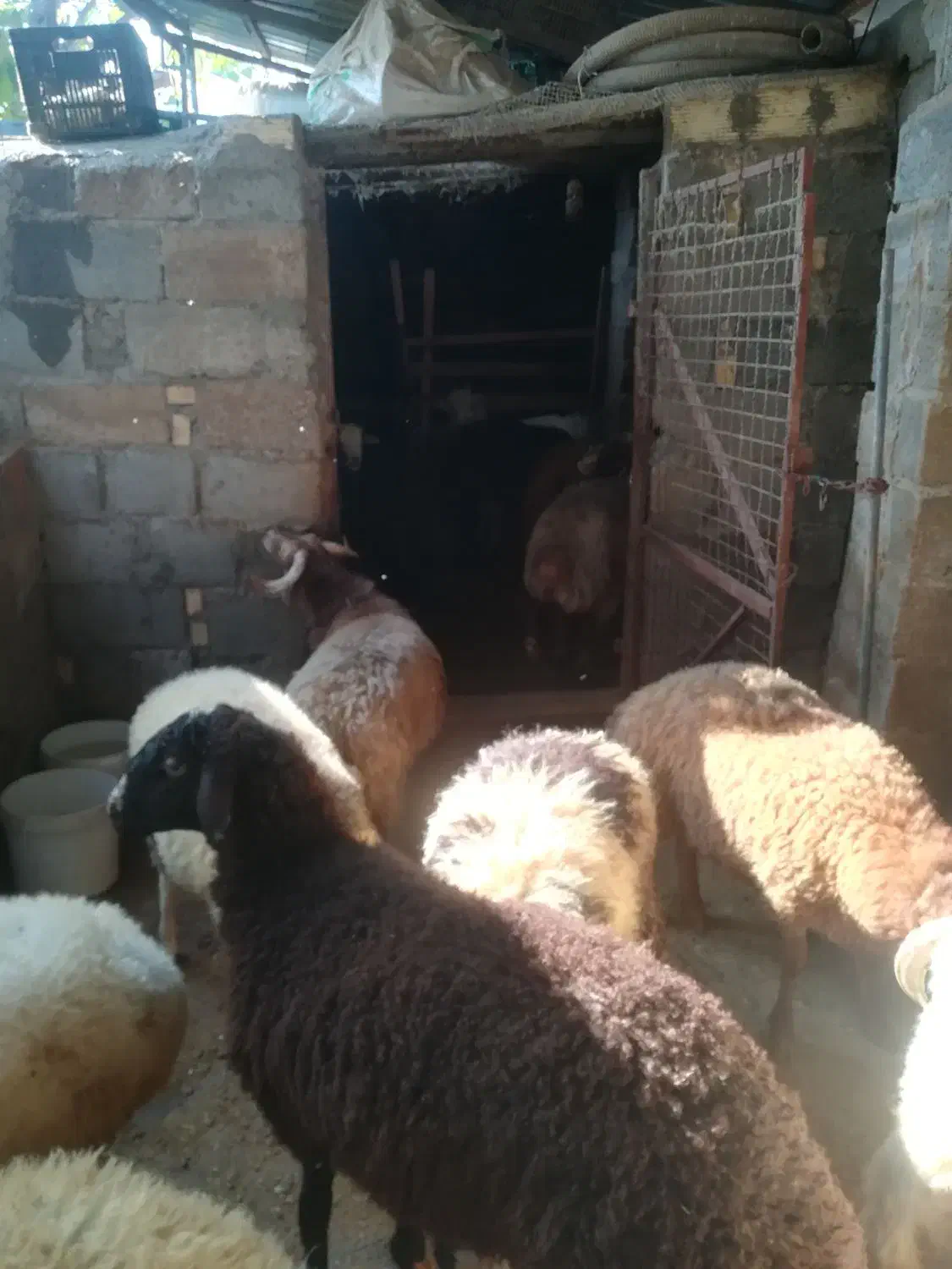 گوسفند بره نر برای قربانی|حیوانات مزرعه|عباسآباد, |دیوار