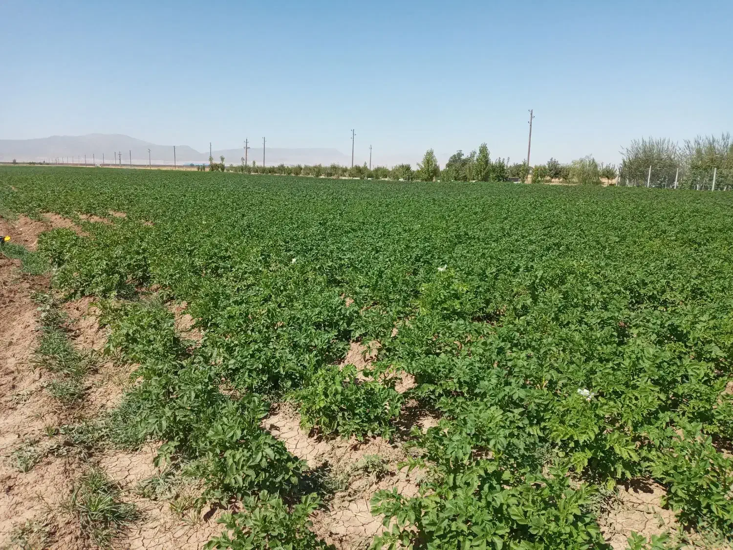 اجاره زمین کشاورزی آبی قصر شیرین|اجارهٔ دفتر صنعتی، کشاورزی، تجاری|قصرشیرین, |دیوار