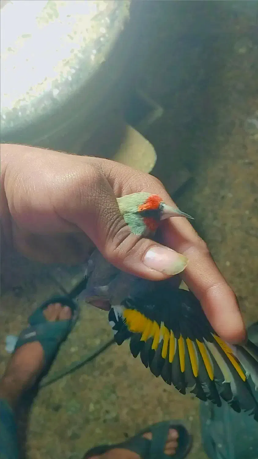 قناری|پرنده|آشخانه, |دیوار