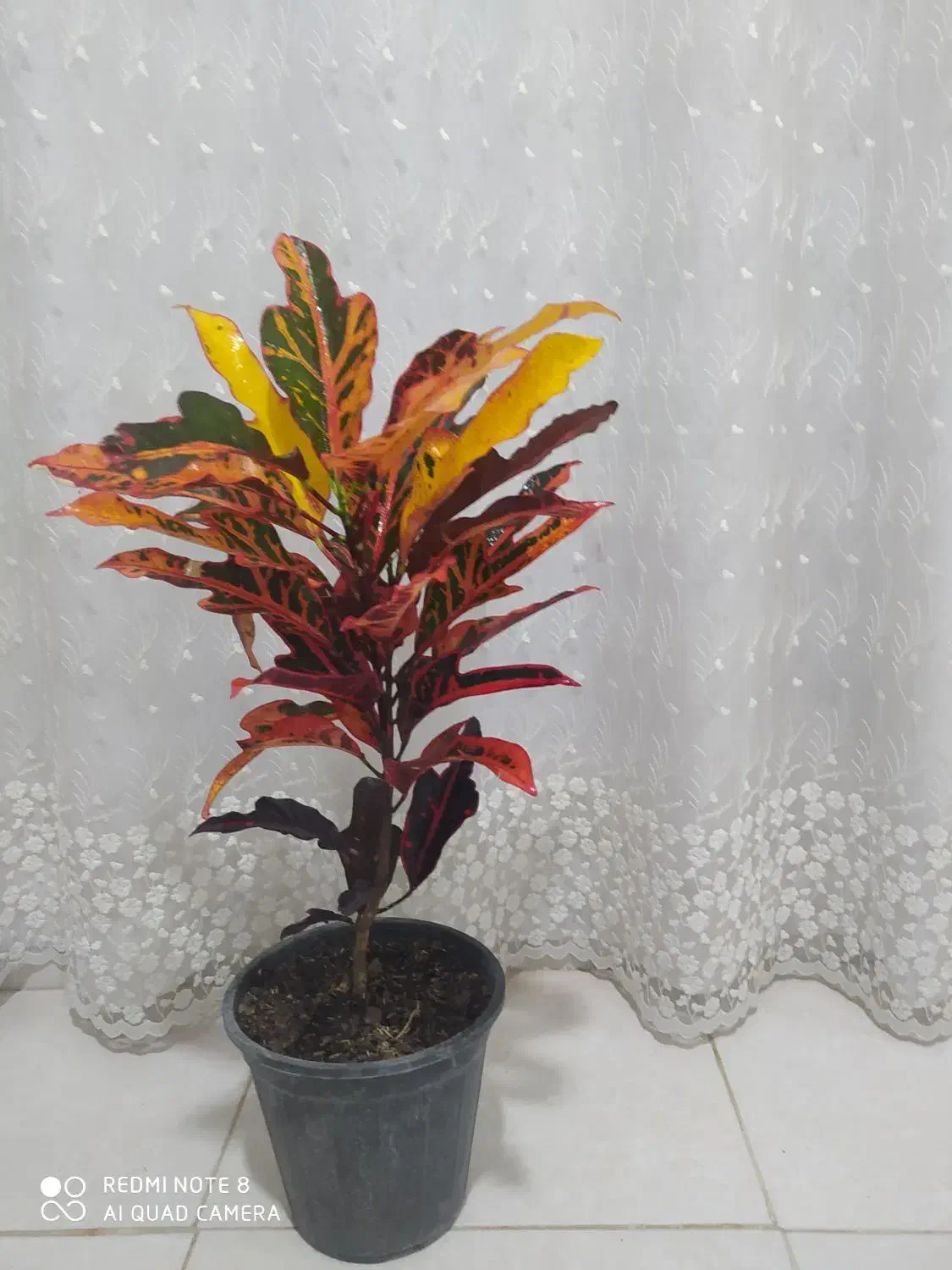 گل آپارتمانی|گل و گیاه طبیعی|بندر گناوه, |دیوار