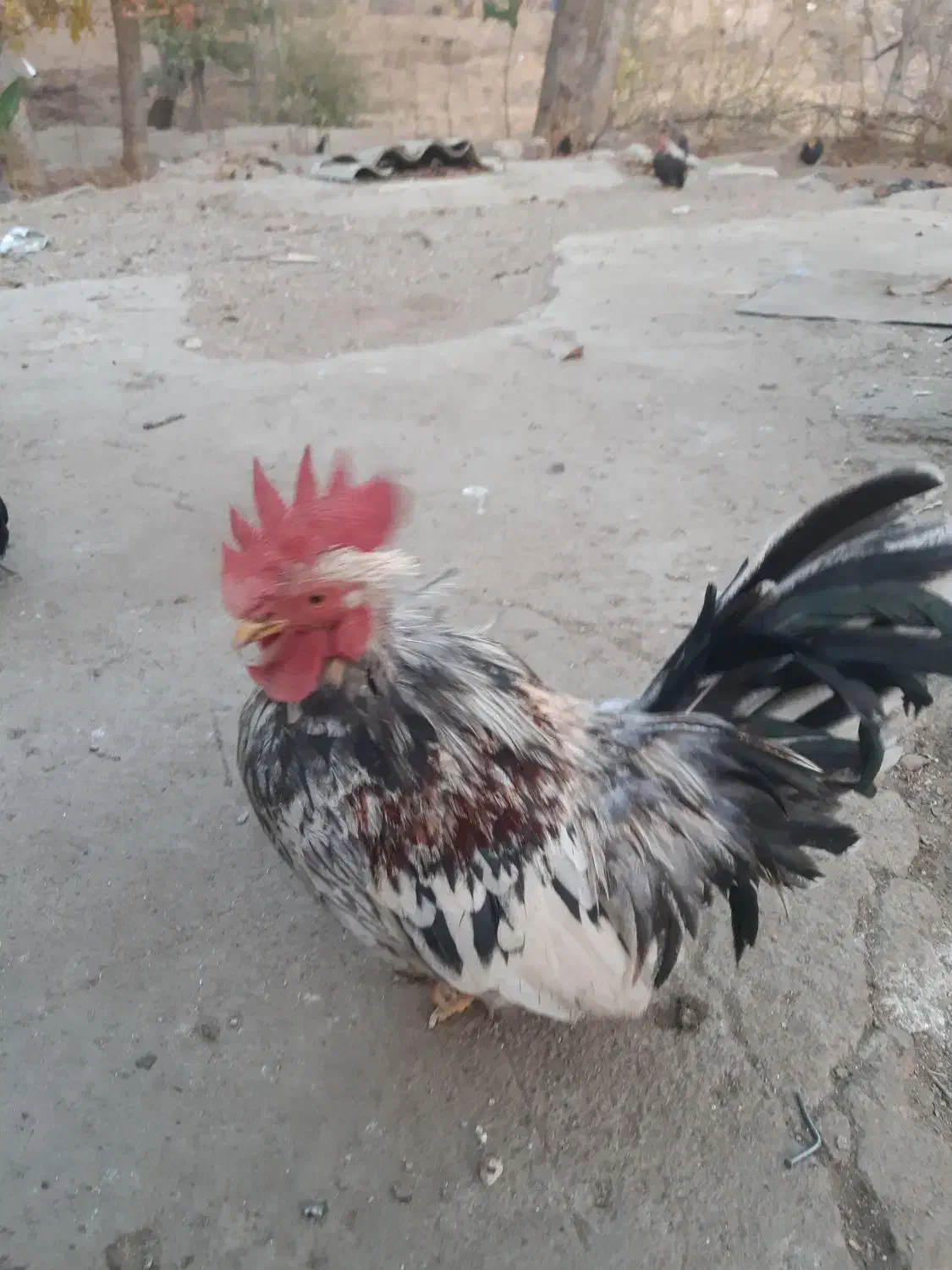 خروس چاپنیز کف خواب|حیوانات مزرعه|تویسرکان, |دیوار