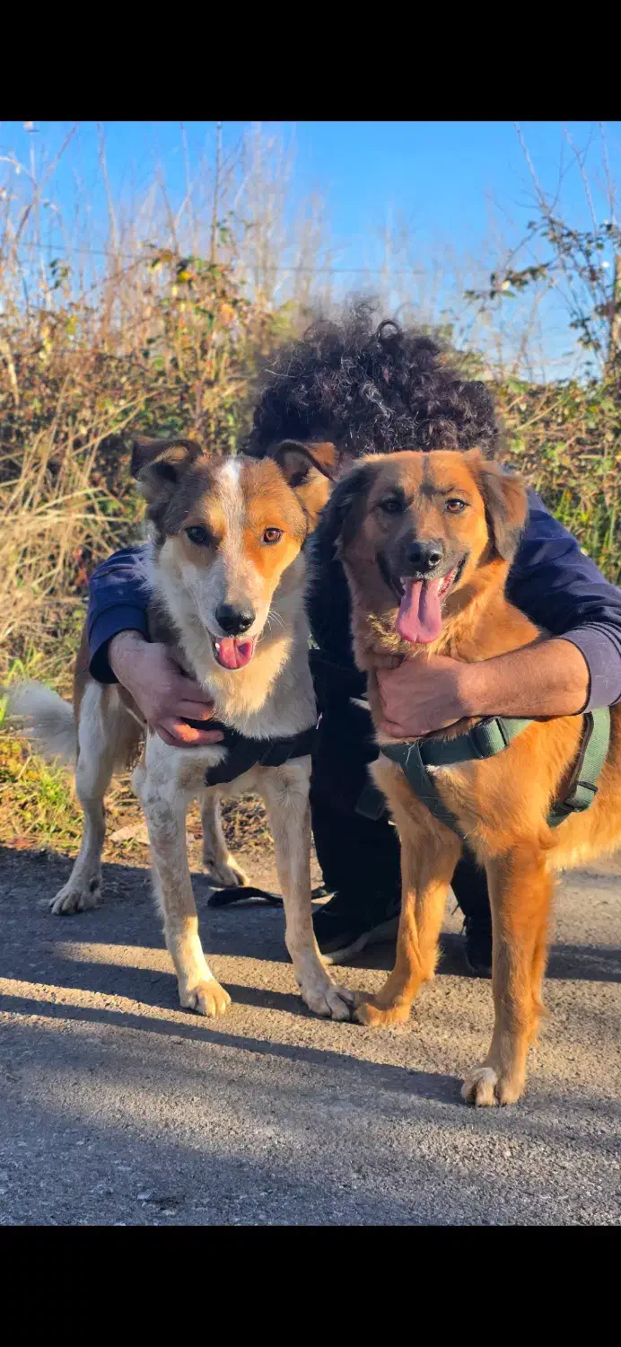 واگذاری سگ نگهبان رایگان|سگ|لاهیجان, لیالستان|دیوار