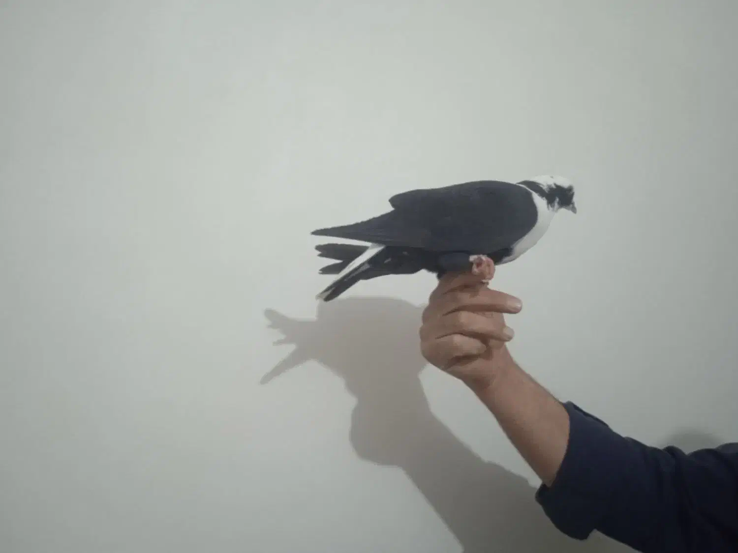 شکارامروزدربف|حیوانات|بناب, |دیوار