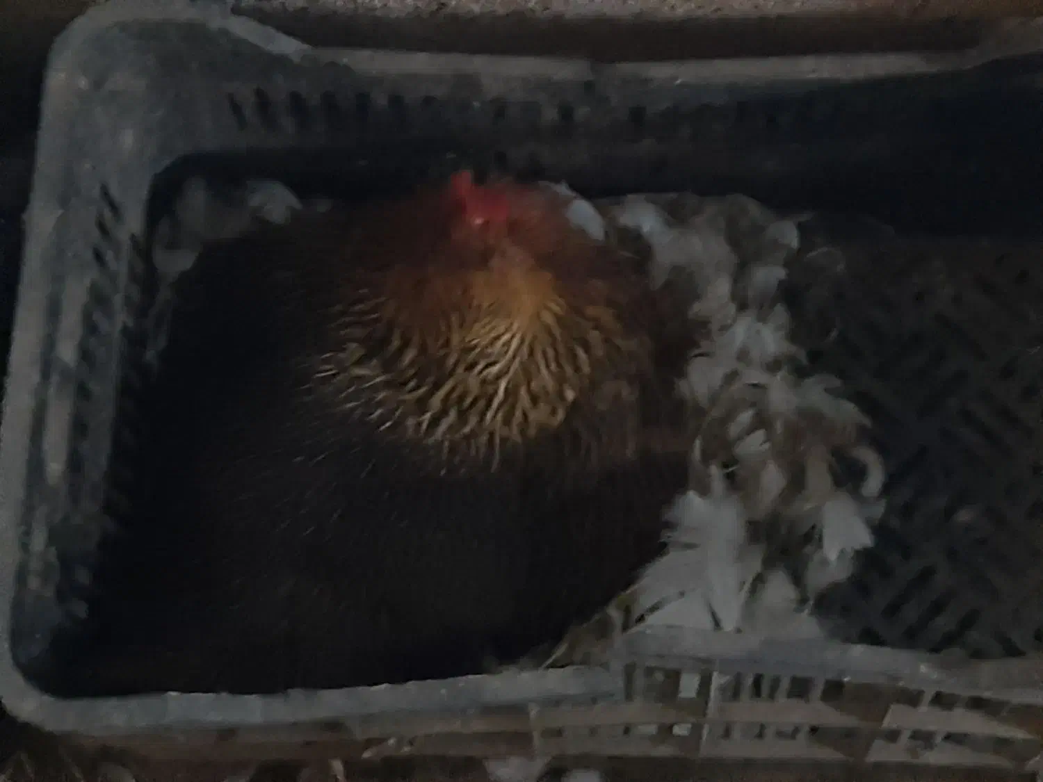 مرغ کرچ|حیوانات مزرعه|قائم‌شهر, |دیوار