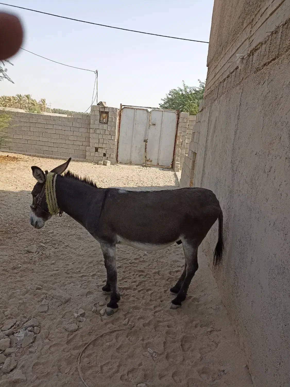 آلاغ|حیوانات مزرعه|برازجان, |دیوار