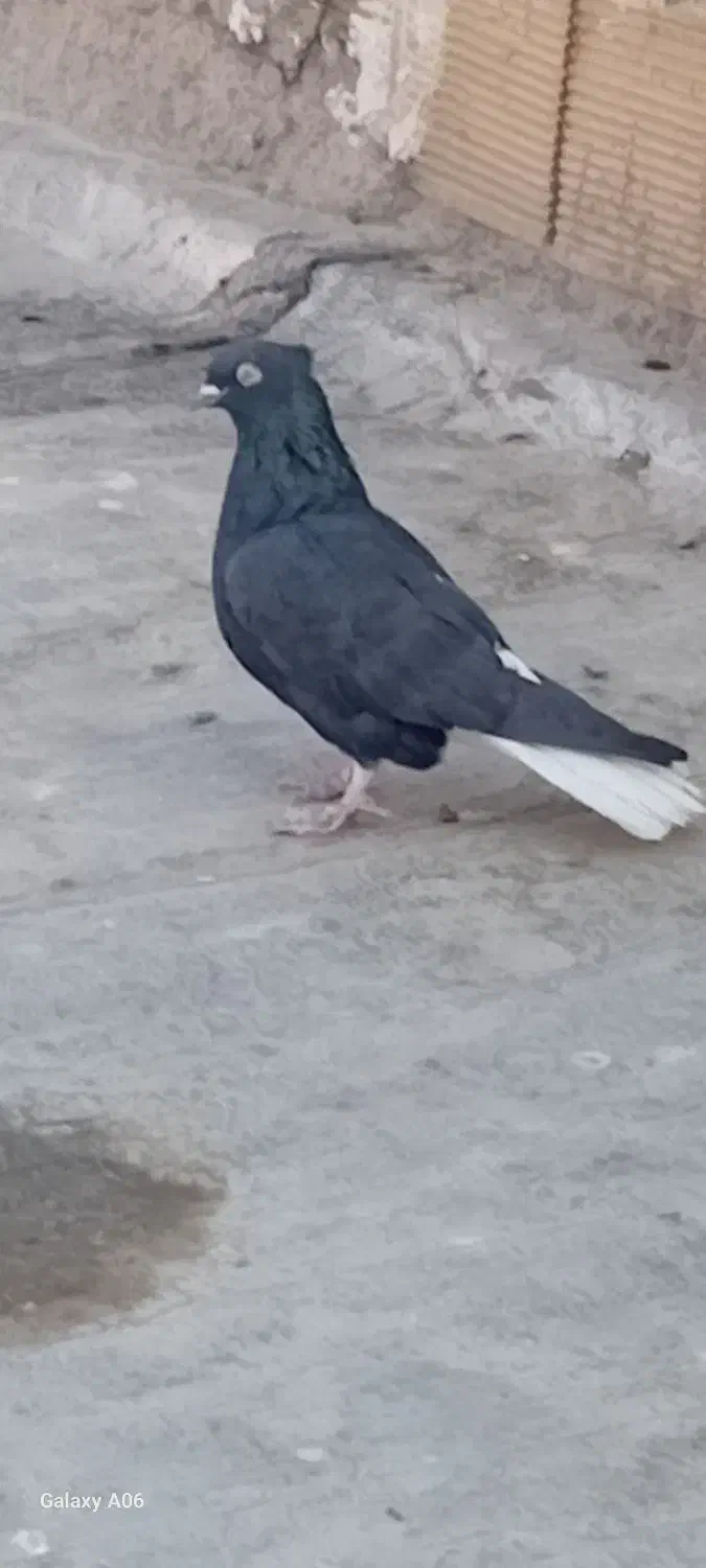 دم سفید|پرنده|فلاورجان, |دیوار