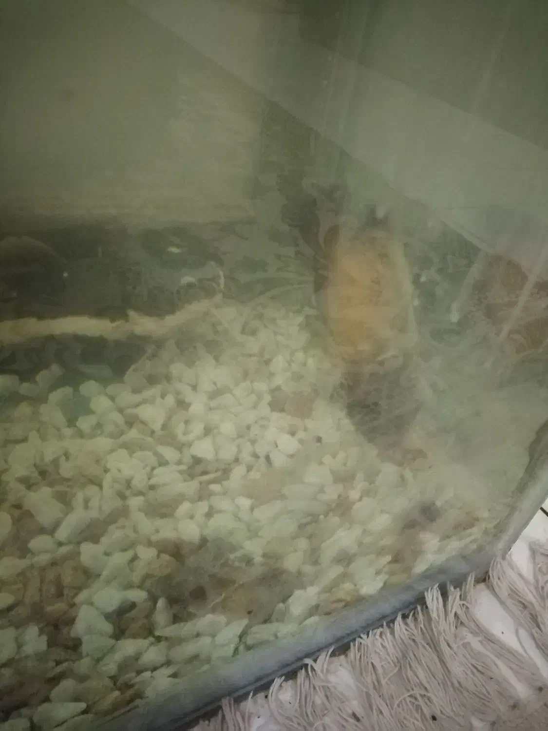 ماهی اسکار و ردتیل|ماهی|بندرعباس, |دیوار