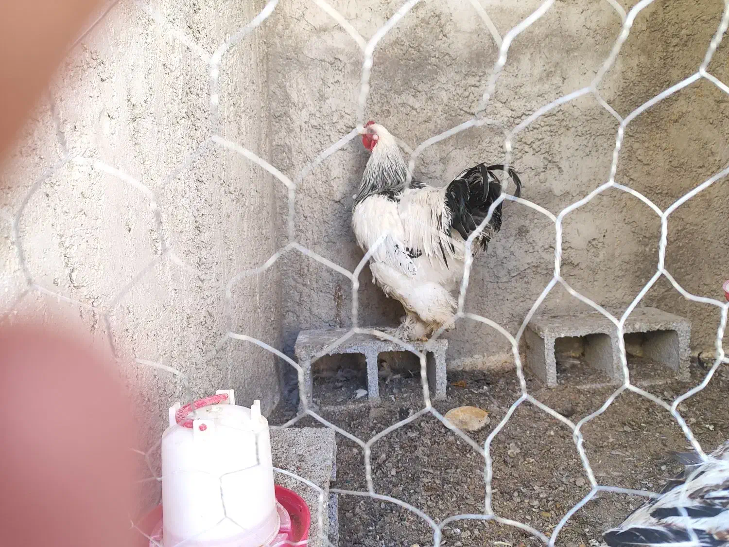 خروس برهما|حیوانات مزرعه|سیدان, |دیوار