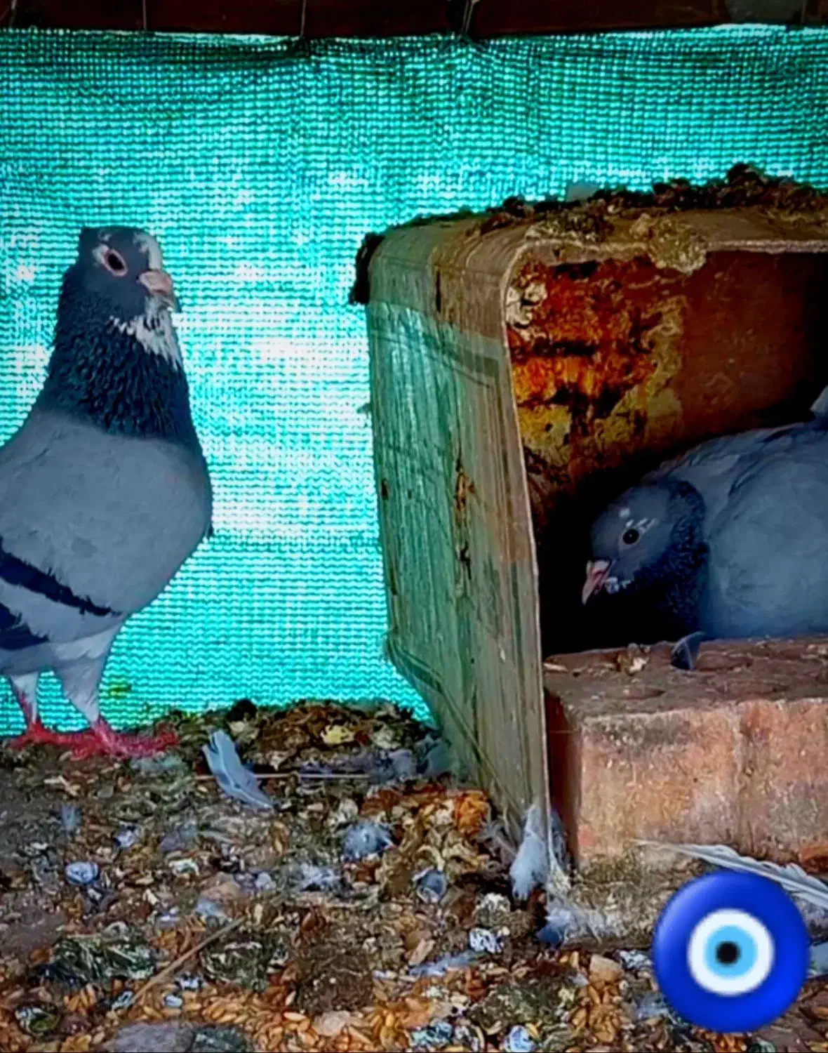 جفت سبزپلنگ|پرنده|زرند, |دیوار