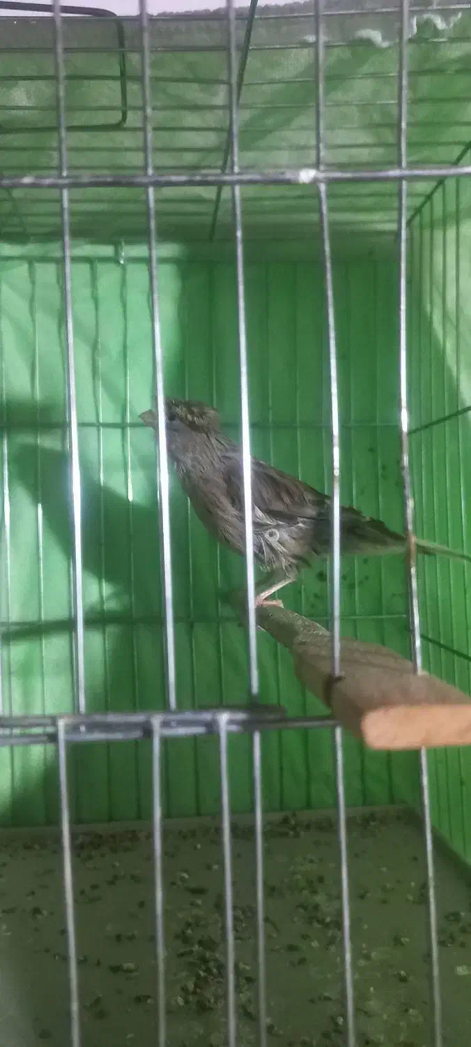 قناری ماده ابلق اماده جوان|پرنده|میاندوآب, |دیوار