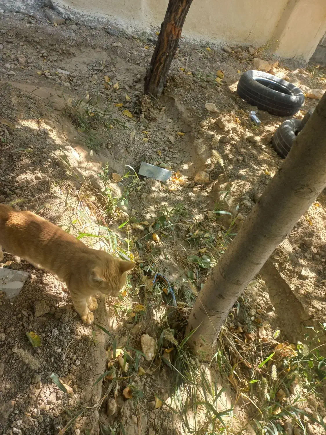 فروش باغ در کمیجان|فروش زمین و ملک کلنگی|کمیجان, |دیوار