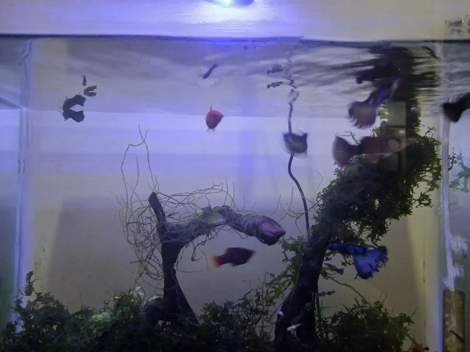 ماهی و حلزون|ماهی|اردبیل, |دیوار