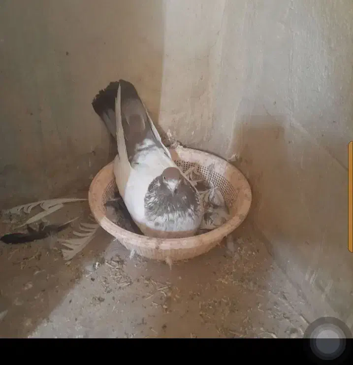 باخت کبوتر|پرنده|درگزین, |دیوار