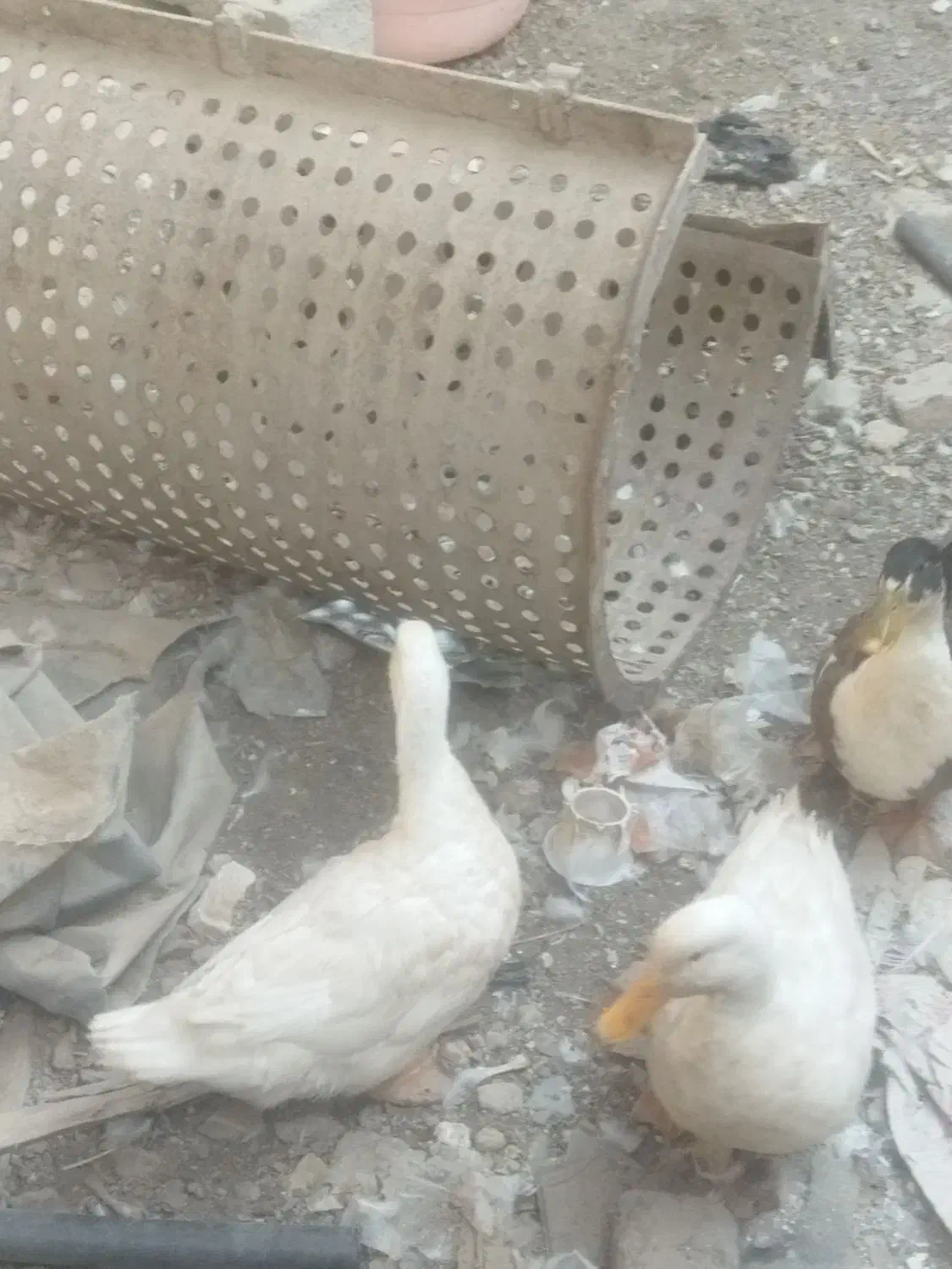 سه عدد اردک بزرگ|حیوانات مزرعه|کیانشهر, |دیوار