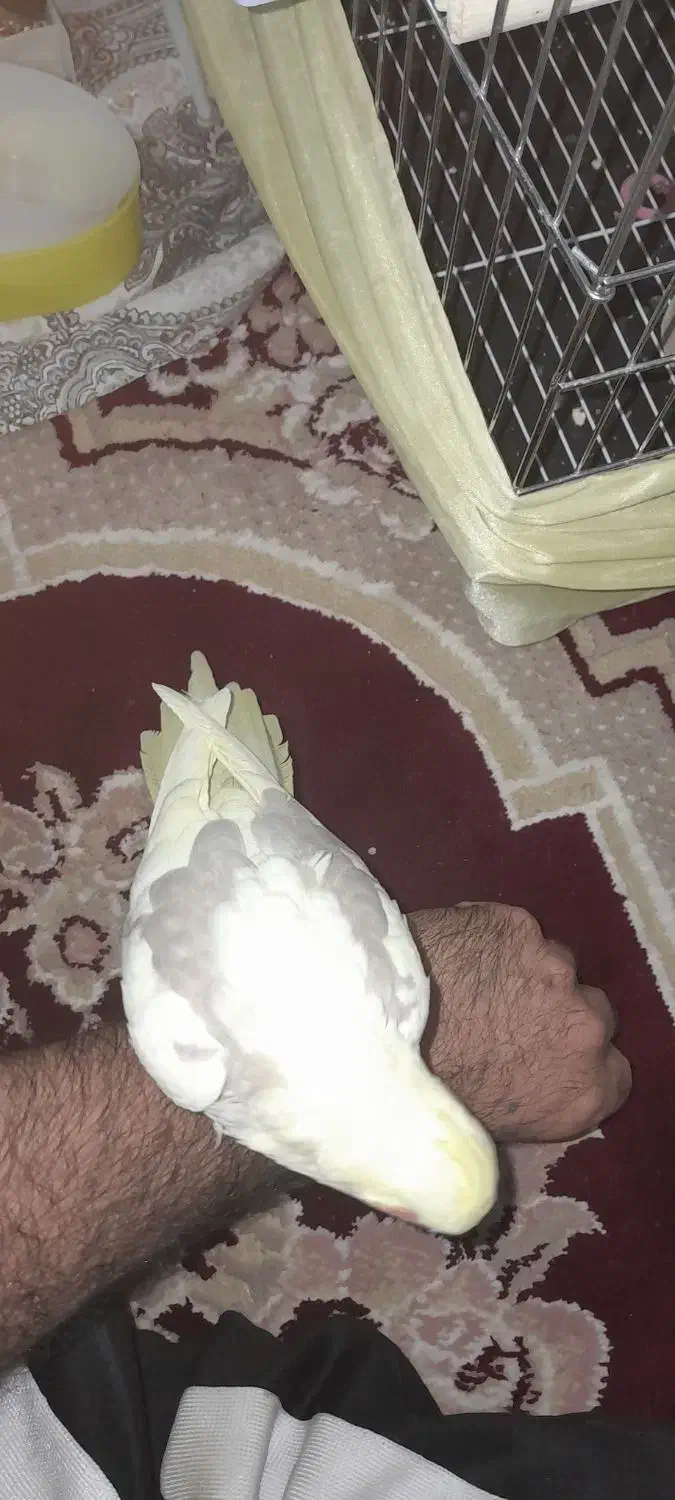 عروس هلند|پرنده|ایلام, |دیوار