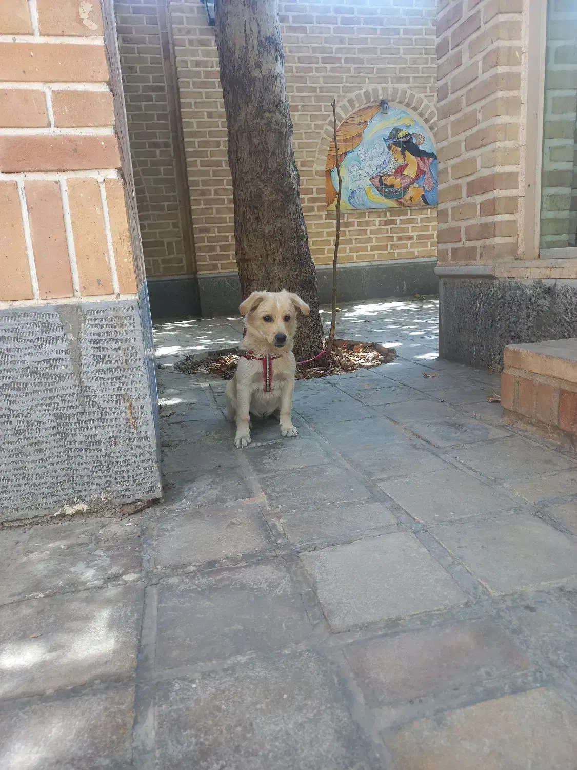 سگ اشپیتز نر|سگ|پیشوا, |دیوار