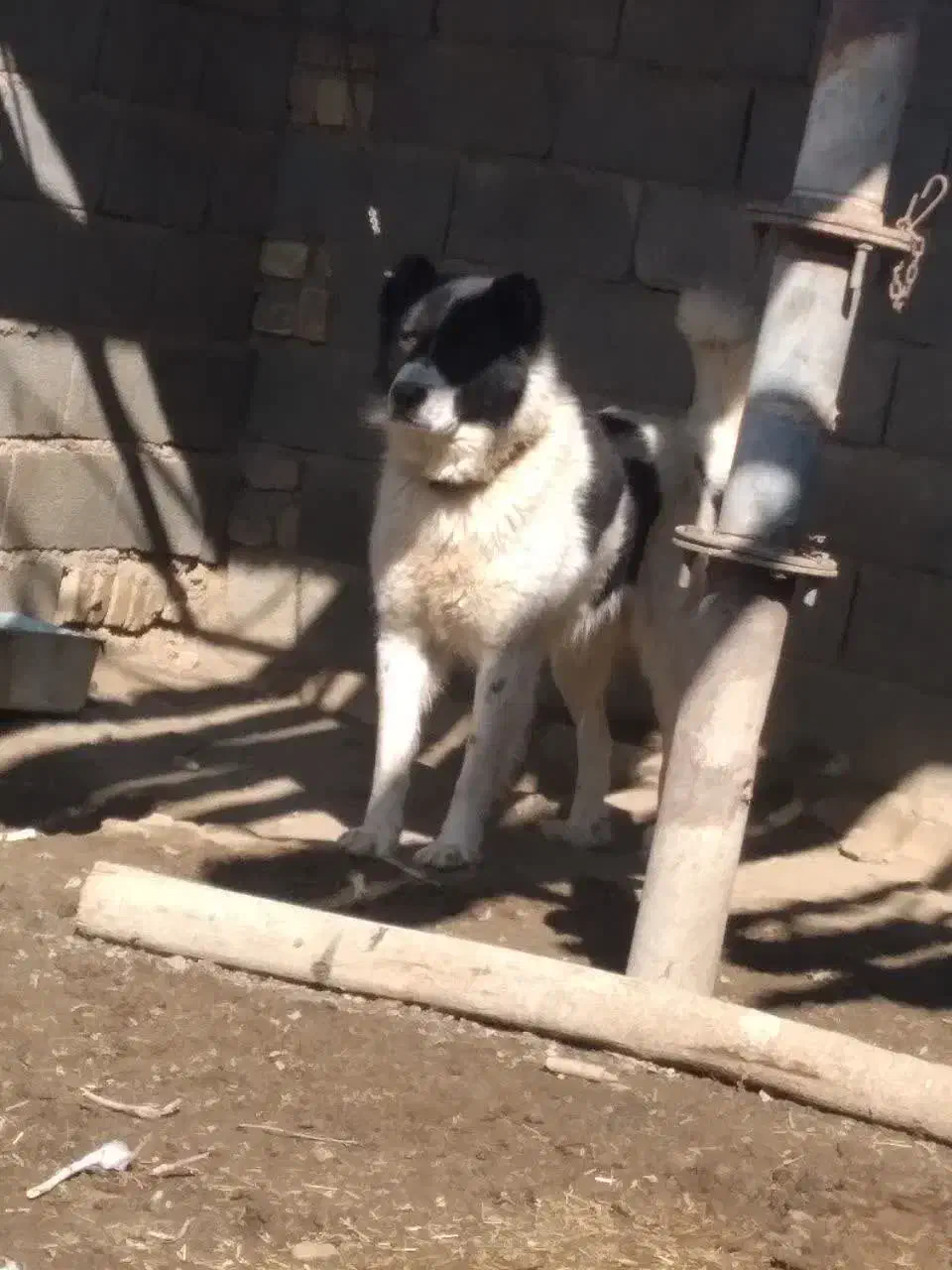 سگ گله|سگ|خمین, |دیوار