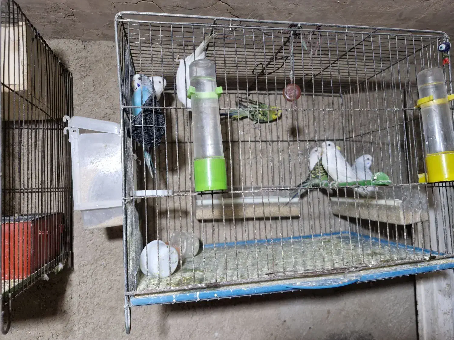 مرغ عشق|پرنده|شیراز, علی آباد|دیوار