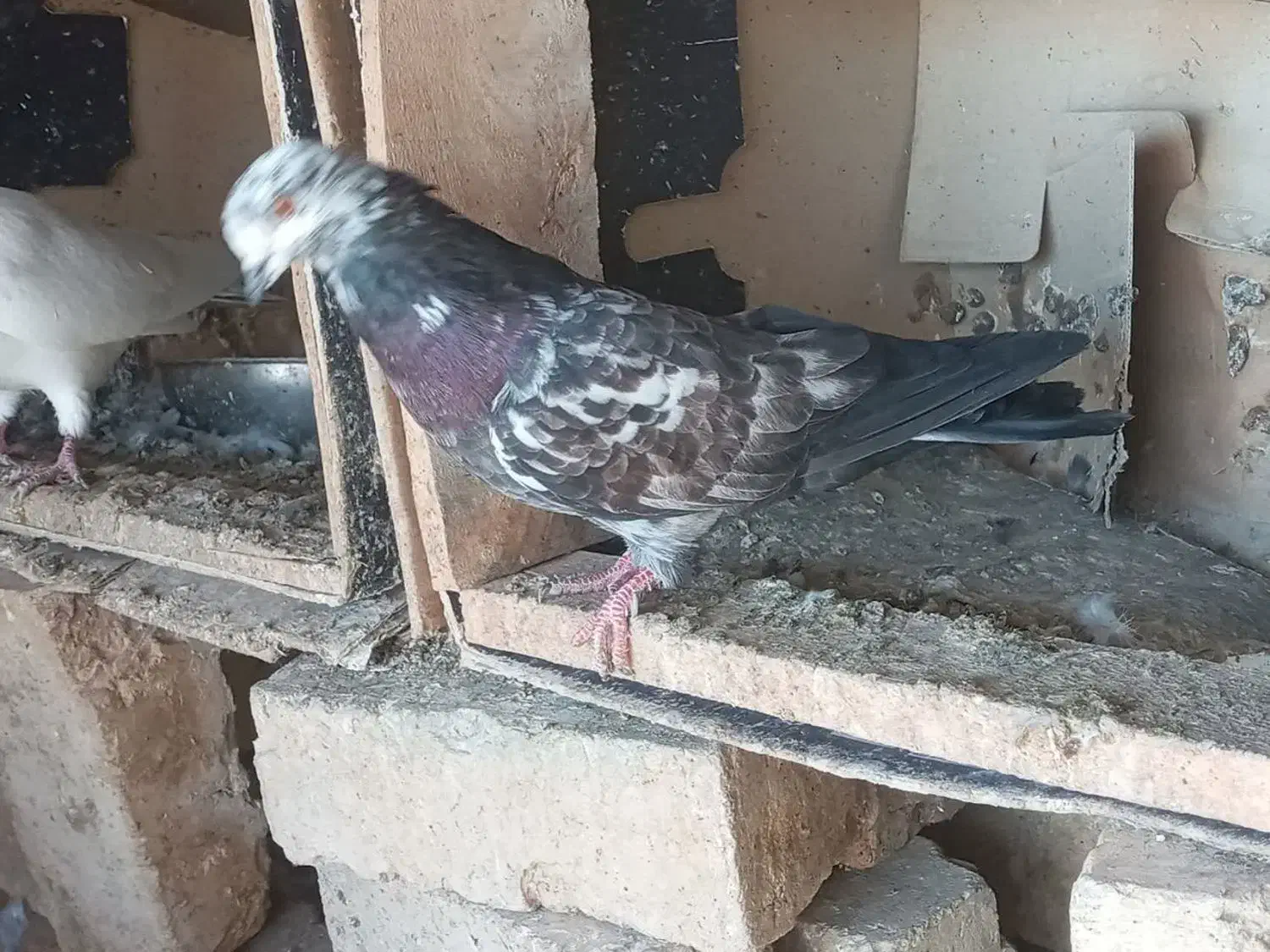 پرش . ابادانی . زاغ و سبز و ابری|پرنده|گلپایگان, |دیوار