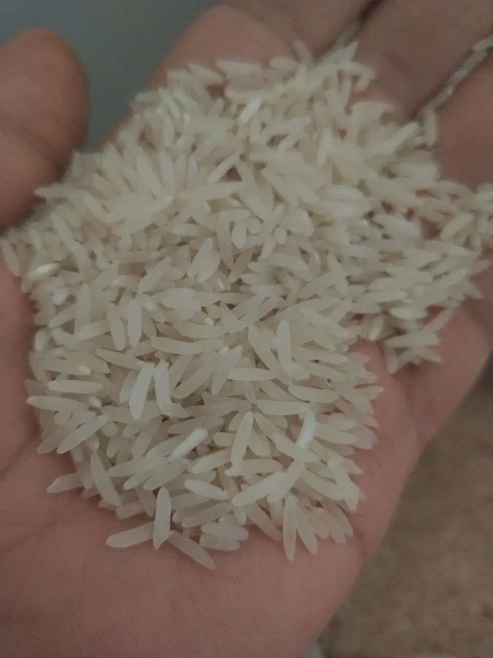 برنج فجر سوزنی ایرانی|خوردنی و آشامیدنی|پاکدشت, پاکدشت (مامازند)|دیوار