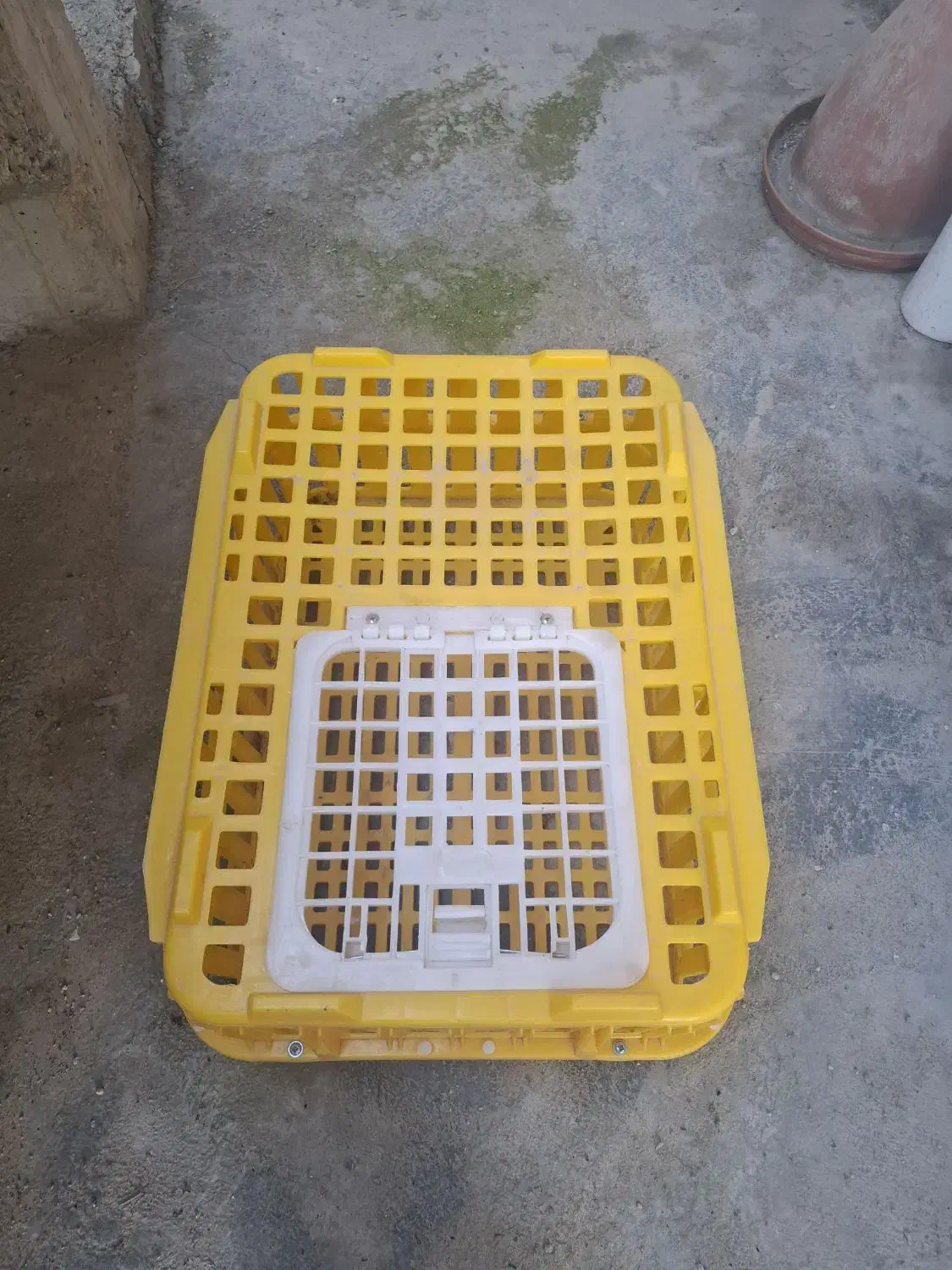 سبد مرغ|حیوانات مزرعه|دهدشت, |دیوار