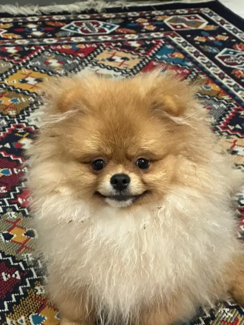 پامر خرسی جنسیت نر عقیم نشده|سگ|پردیس, فاز ۵|دیوار