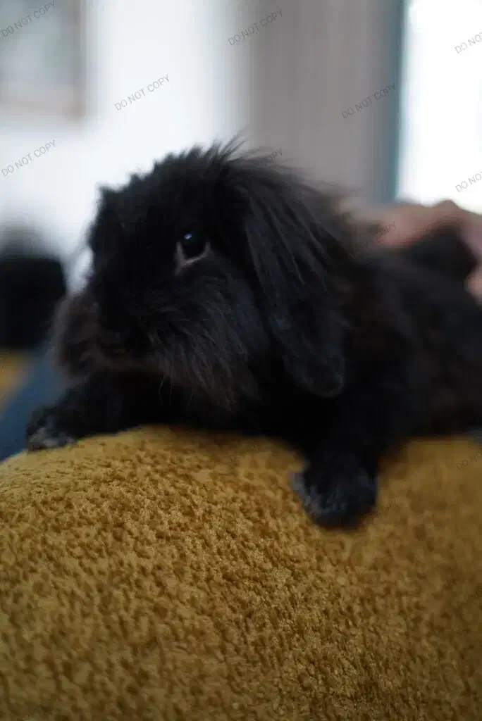 خرگوش لپ|موش و خرگوش|بندرعباس, |دیوار