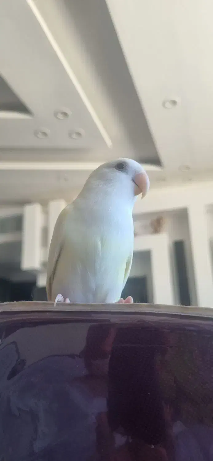 کوتوله برزیلی دستی|پرنده|صدرا-فارس, فاز ۱|دیوار