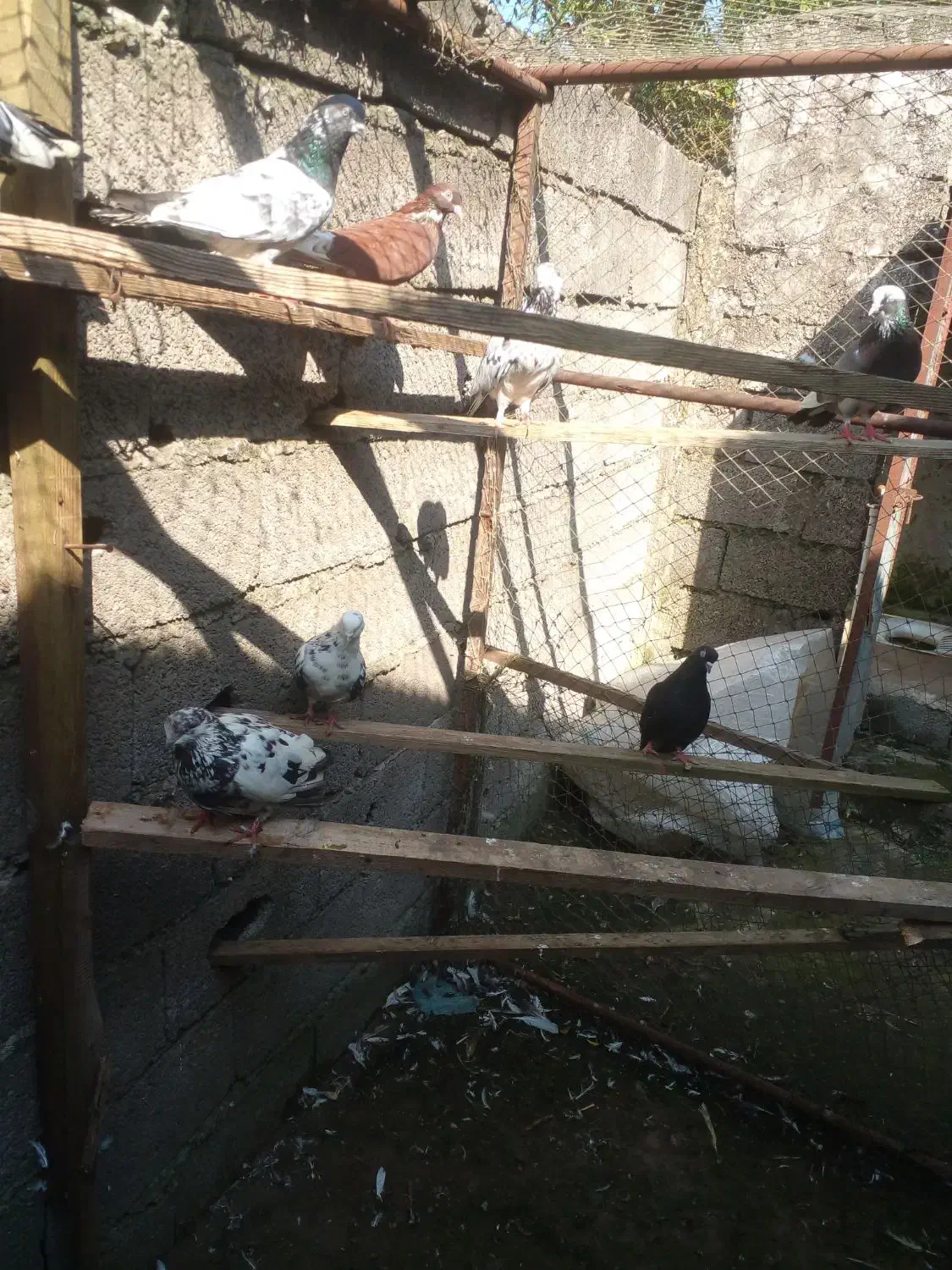 کبوتر های پرشی|پرنده|آستانه اشرفیه, |دیوار