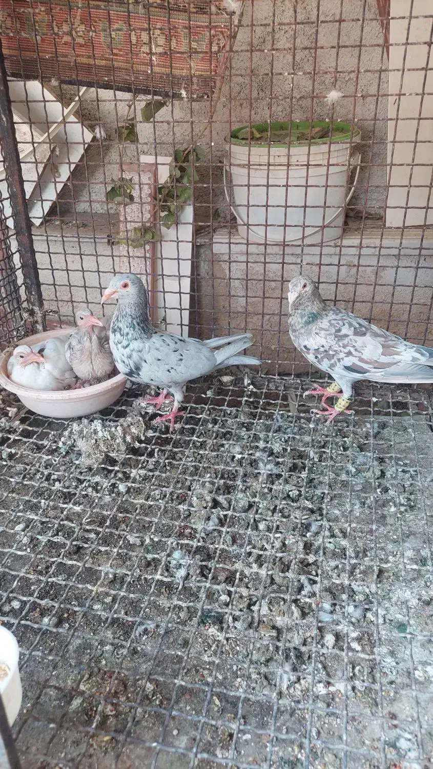 کفتر پلاکی|پرنده|شیراز, دکتر حسابی|دیوار